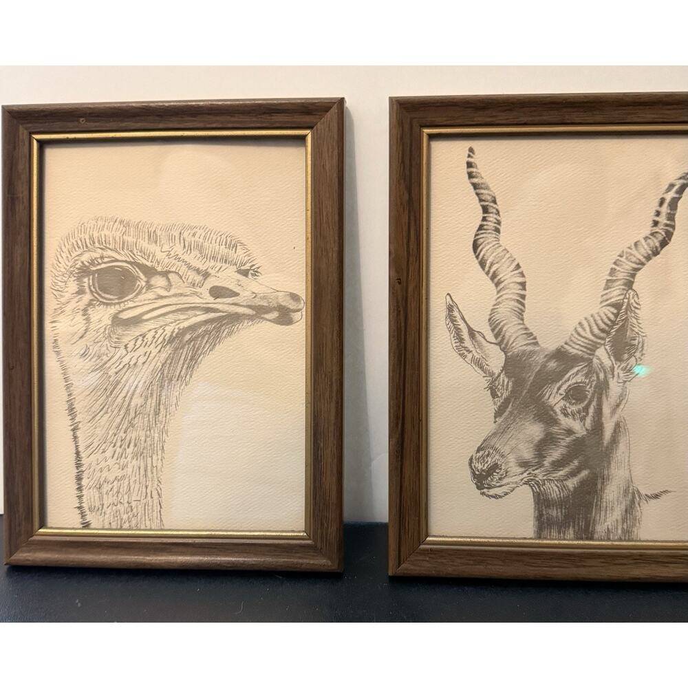 Ostrich & Black Buck Vintage Large Framed Postcards Exotic Animals